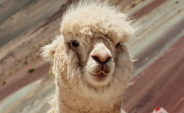 Primer plano de llama en la Montaña de 7 Colores Vinicunca, tour desde Cusco Peru