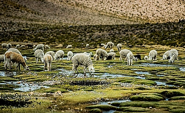 Alpacas en bofedales en camino a la montaña de colores, cusco
