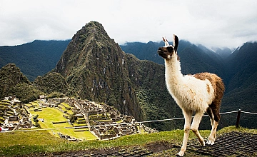 Llama en Machu Picchu con vista a la ciudadela inca, Cusco