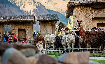 Ollantaytambo, Cusco: llamas y alpacas en el pueblos del Valle Sagrado
